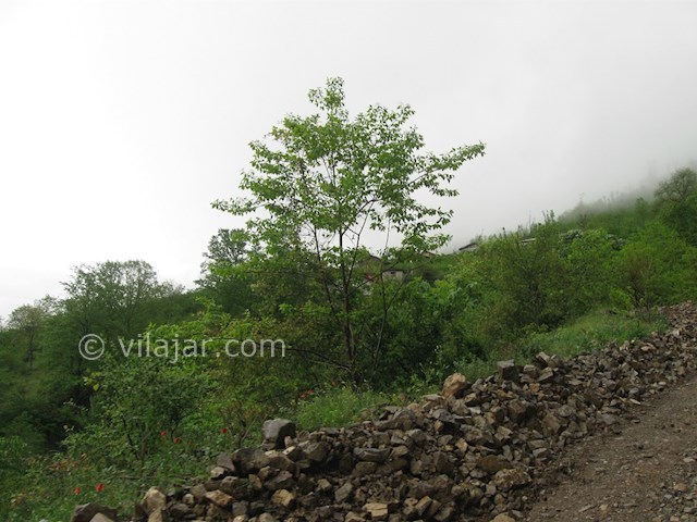 عکس شماره 44417 - اجاره ویلا در شمال رودسر -