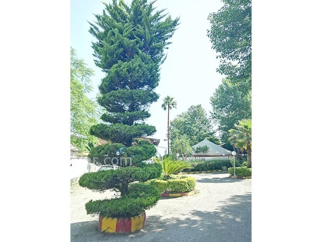 عکس شماره 456395 - اجاره ویلا ساحلی روبه دریا - 