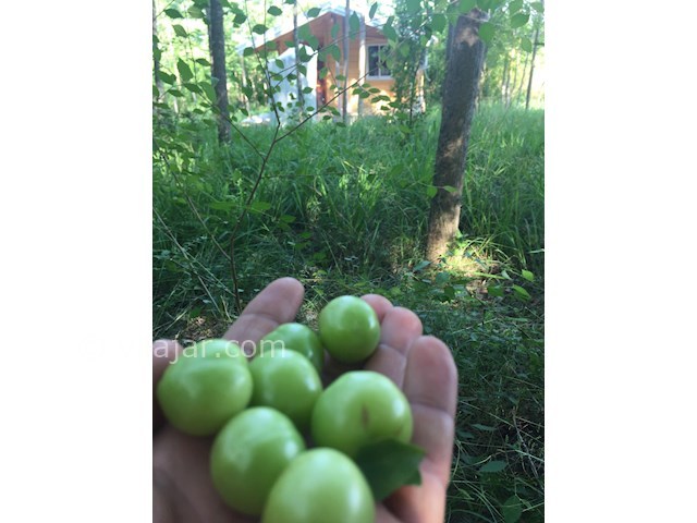 عکس شماره 461835 - اجاره کلبه چوبی جنگلی در شاندرمن -