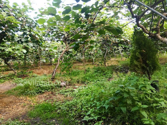 عکس شماره 468289 - اجاره ویلا باغ در تالش - 