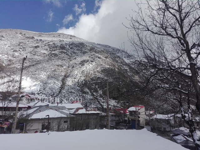 عکس شماره 480779 - رزرو ویلای جنگلی در جواهرده - 