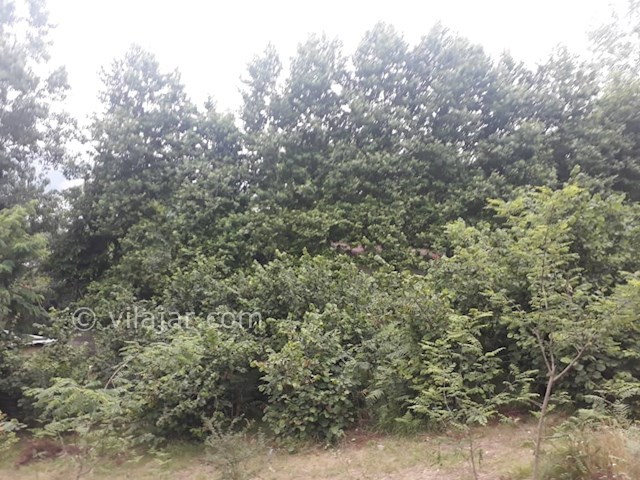 عکس شماره 481389 - اجاره ویلا در جواهرده - 