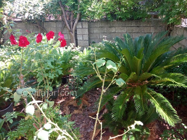 عکس شماره 491783 - اجاره اقامتگاه در رامسر - 