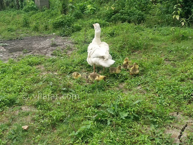 عکس شماره 492261 - ویلا اجاره ای در ماسال - 