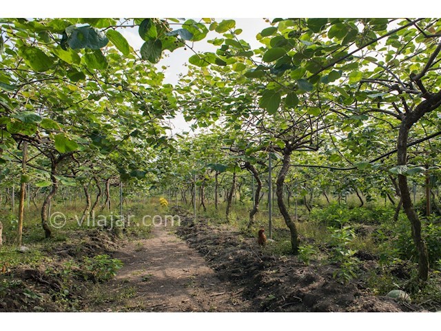 عکس شماره 503057 - اجاره ویلا باغ در رامسر - 