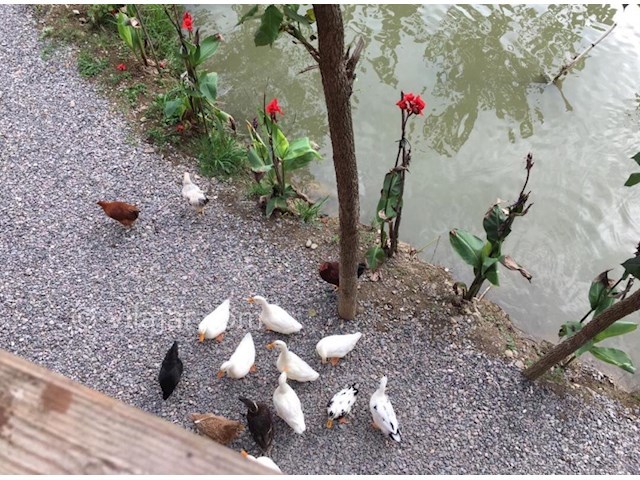 عکس شماره 513049 - اجاره کلبه چوبی نزدیک رشت - 