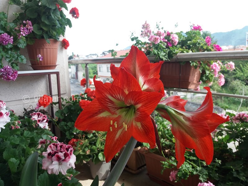 عکس شماره 543748 - اجاره واحد در رامسر - 