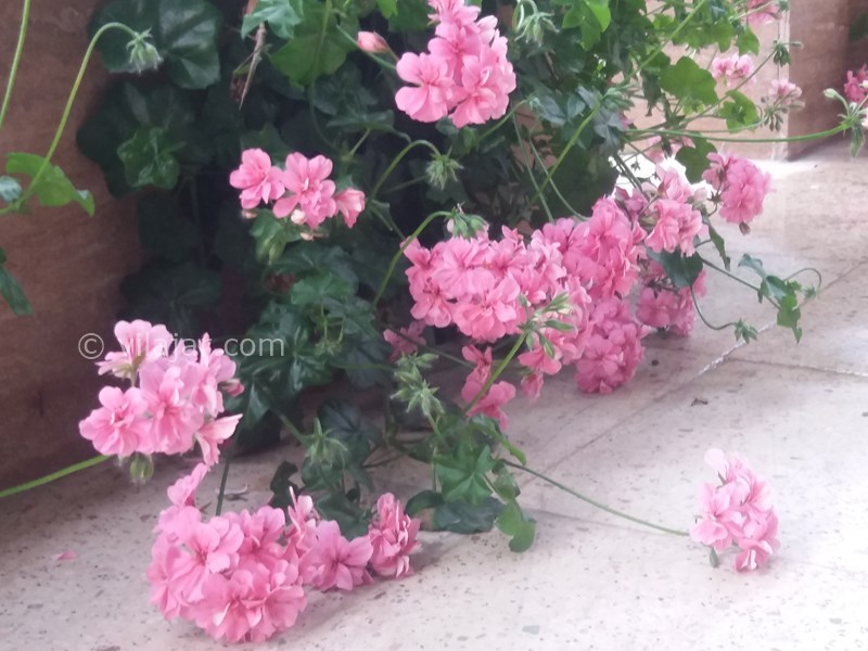 عکس شماره 543749 - اجاره واحد در رامسر - 