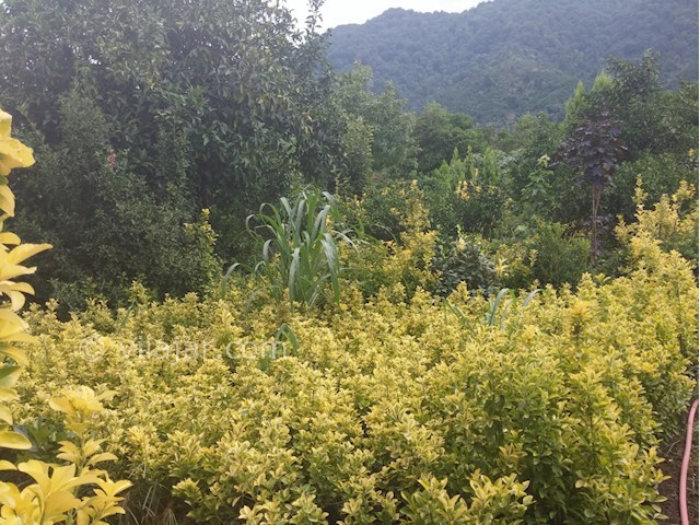 عکس شماره 54387 - اجاره ویلا باغ در چابکسر - 