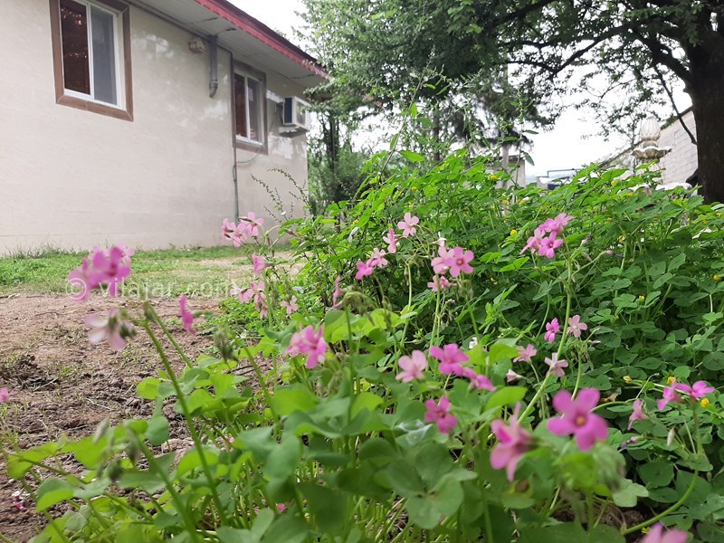 عکس شماره 545446 - اجاره ویلا باغ جنگلی در ماسال - 