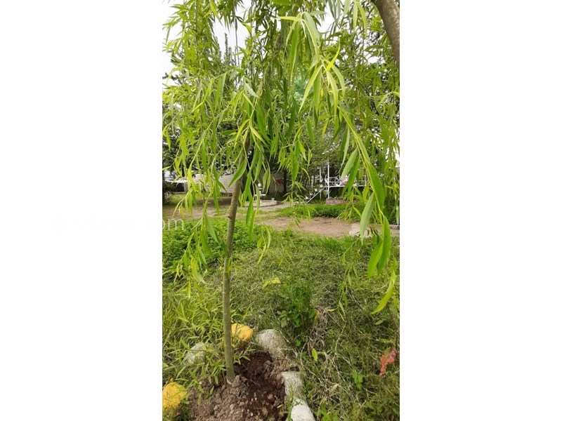 عکس شماره 548511 - اجاره ویلا باغ جنگلی در ماسال - 