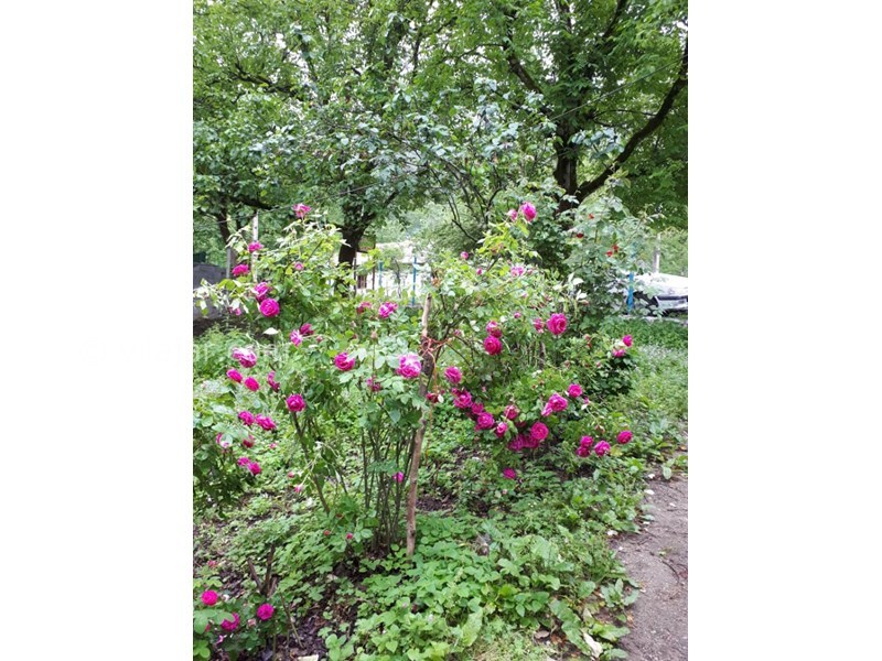 عکس شماره 554994 - اجاره ویلا در ییلاق مریان - 