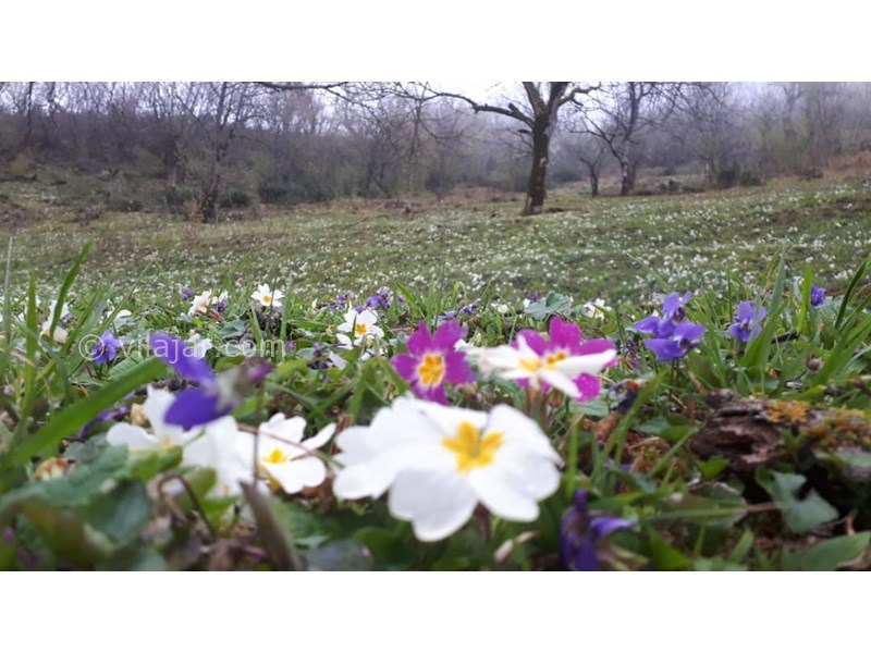 عکس شماره 555003 - اجاره ویلا در ییلاق مریان - 