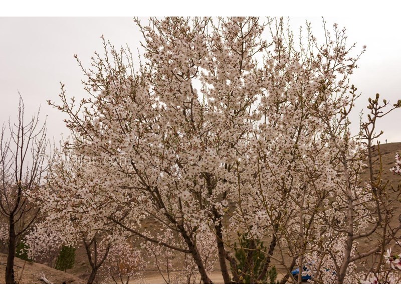 عکس شماره 562693 - اقامتگاه بومگردی اولنگ کاشمر -