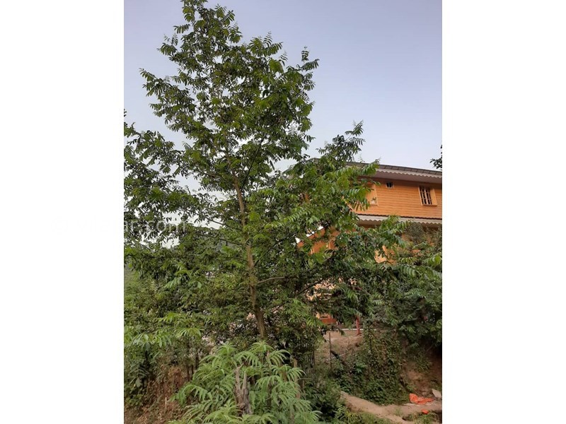 عکس شماره 564120 - ویلا چوبی ماسال با چشمه آب اختصاصی - 