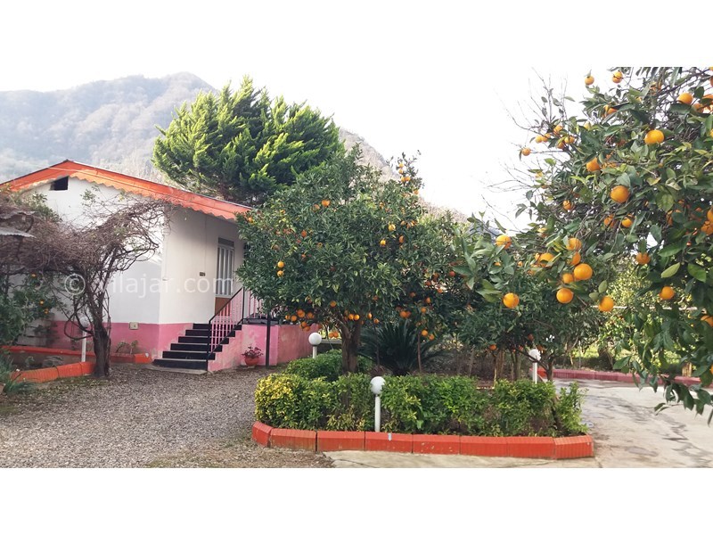 عکس شماره 565481 - اجاره ویلا در باغ مرکبات در رامسر - حیاط ویلا