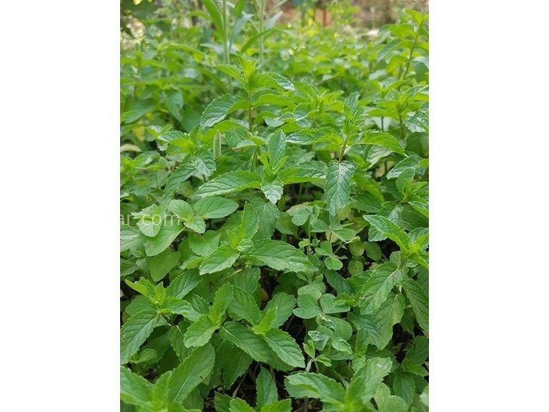 عکس شماره 565861 - اجاره ویلا دربست در باغ زیتون رودبار - سبزی محلی نعناع