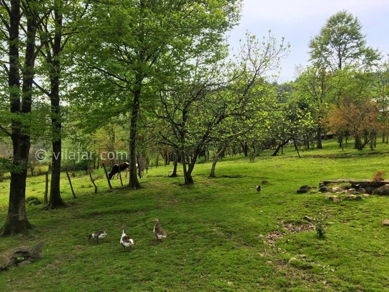 عکس شماره 565921 - اجاره ویلا در ماسال در جنگل - 