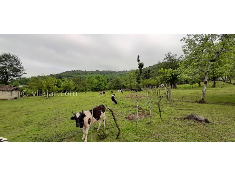 عکس شماره 565922 - اجاره ویلا در ماسال در جنگل - 