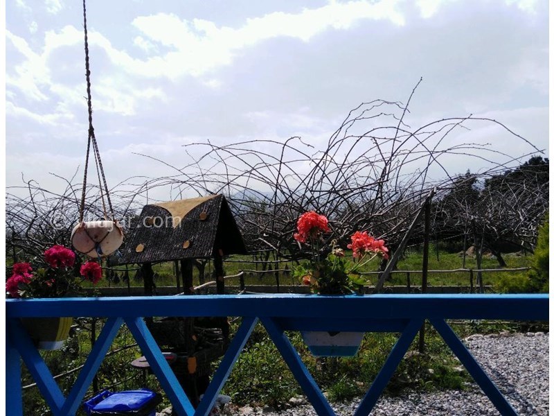 عکس شماره 567189 - خانه سنتی با استخر نیاسته رامسر - نمایی از باغستان کیوی و پرتقال