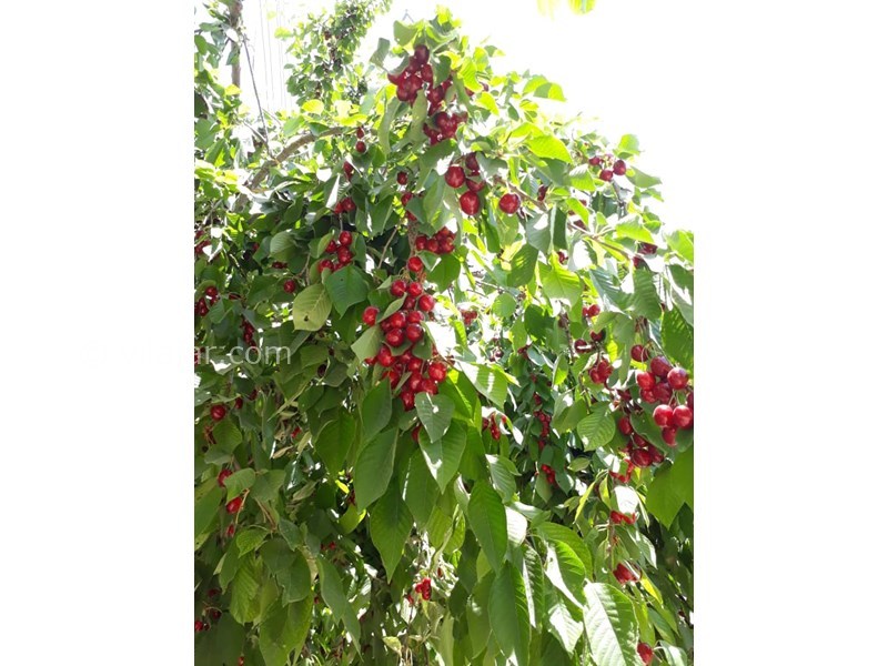 عکس شماره 567199 - اجاره خانه قدیمی نزدیک الموت - 