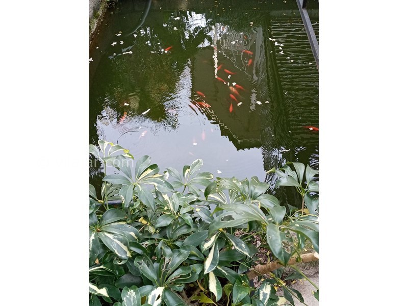 عکس شماره 567699 - ویلا جنگلی با استخر و برکه رامسر - 