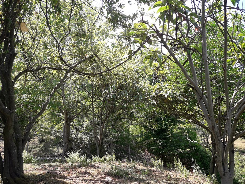 عکس شماره 568083 - اجاره خانه روستایی در ییلاقات ماسال -