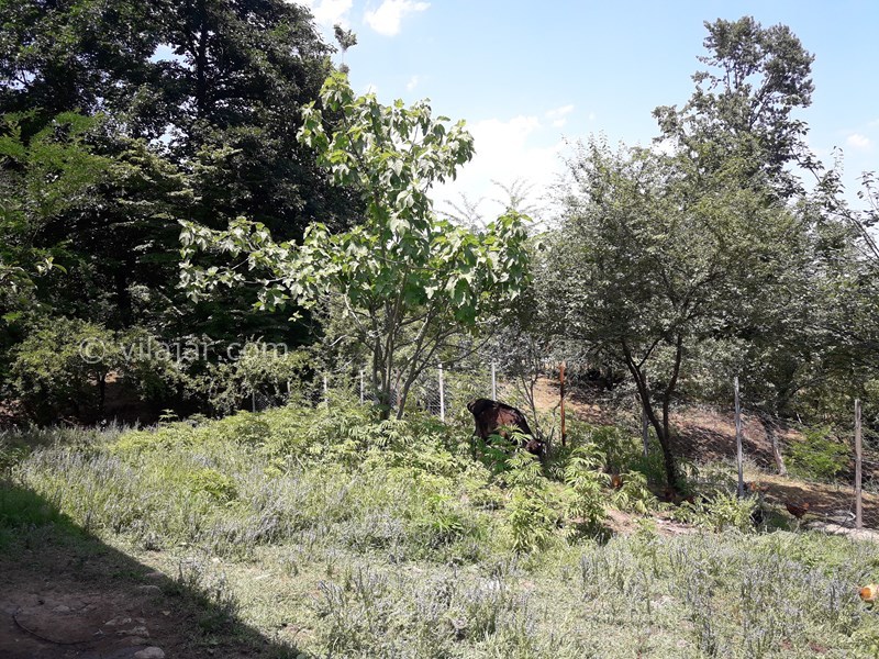 عکس شماره 568090 - اجاره خانه روستایی در ییلاقات ماسال -