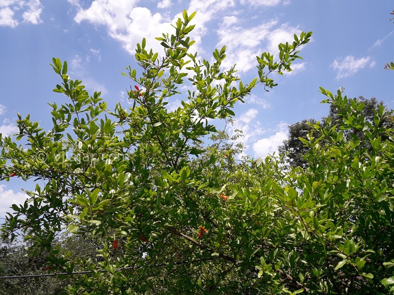 عکس شماره 568092 - اجاره خانه روستایی در ییلاقات ماسال -