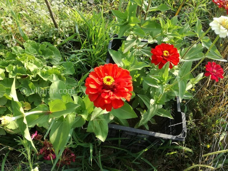 عکس شماره 569259 - کرایه ویلای جنگلی نزدیک فومن - 