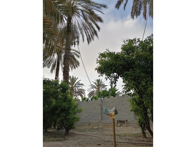 عکس شماره 572295 - اجاره ویلا باغ در جهرم - تاب شاهانی به بلندای نخل‌های ۸۰ساله