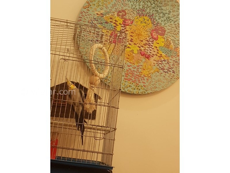 عکس شماره 573461 - اجاره ویلا در بابلسر صفائیه - 