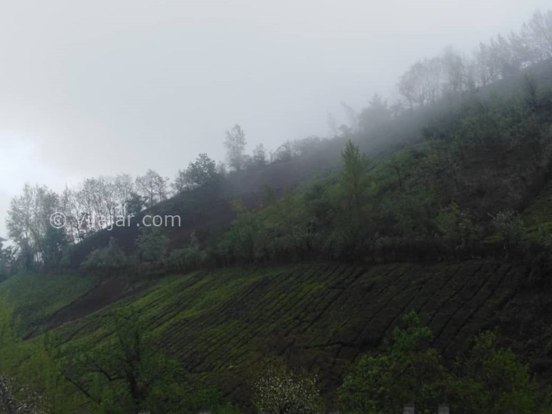 عکس شماره 576459 - اجاره واحد جنگلی در فومن - 