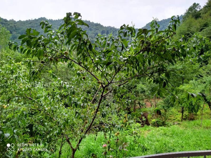 عکس شماره 577168 - اجاره ویلا ماسال با چشمه اختصاصی - 