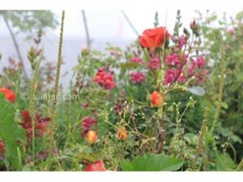 عکس شماره 578205 - اجاره ویلا در فیلبند - 