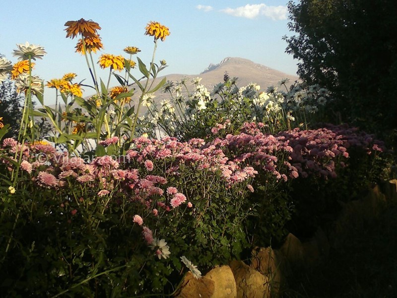 عکس شماره 578207 - اجاره ویلا در فیلبند - 