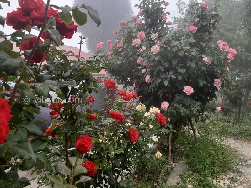 عکس شماره 578208 - اجاره ویلا در فیلبند - 