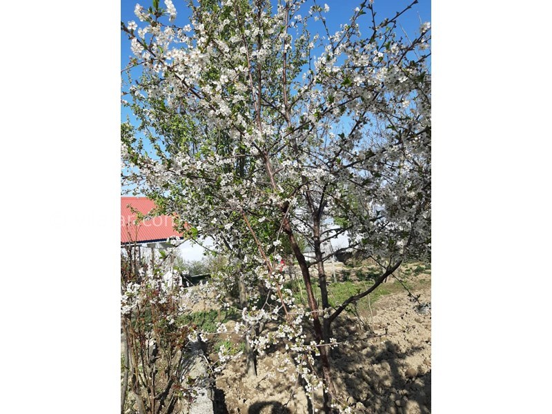 عکس شماره 578210 - اجاره ویلا در فیلبند - 