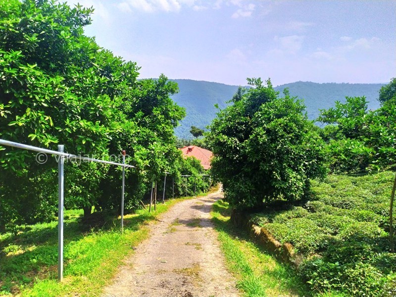 عکس شماره 582016 - اجاره خانه روستایی در جنگل دالخانی - 