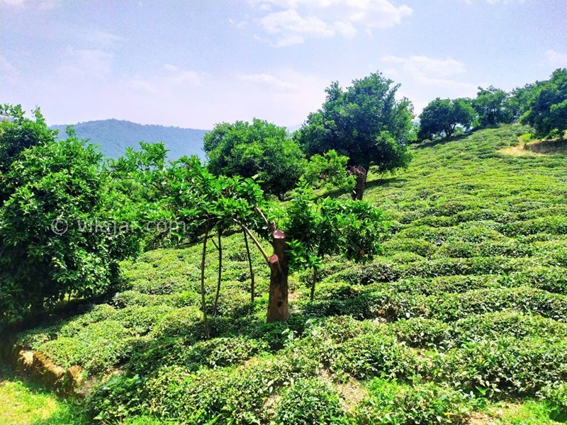 عکس شماره 582018 - اجاره خانه روستایی در جنگل دالخانی - 