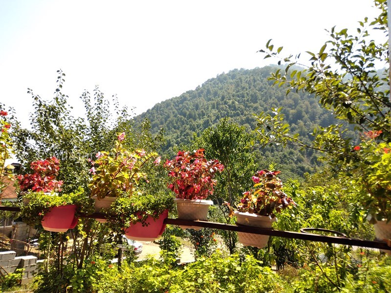 عکس شماره 583221 - اجاره ویلا در ماسال - 