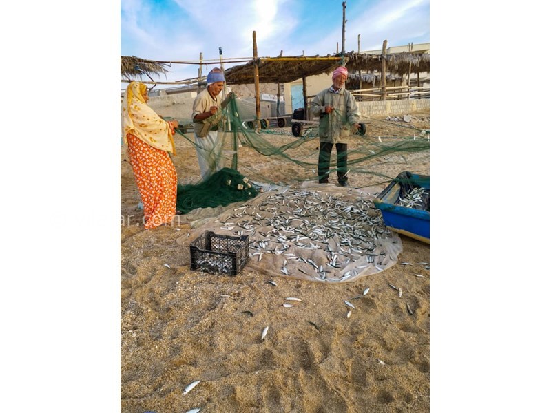 عکس شماره 584494 - اقامتگاه بومگردی شنیوب - 