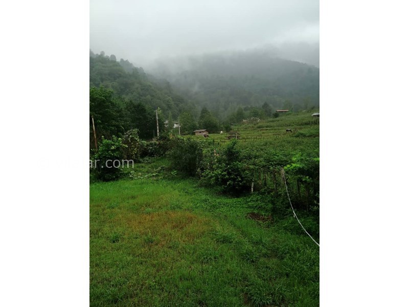 عکس شماره 584703 - اجاره ویلا در ماسال - 