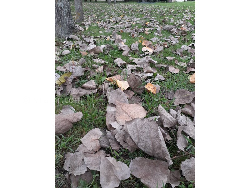 عکس شماره 586195 - اجاره ویلا جنگلی در ماسال مرکیه - 