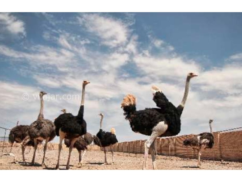 عکس شماره 598489 - اقامتگاه بومگردی ستاره کویر - 