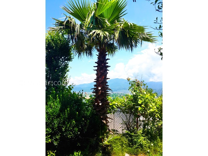 عکس شماره 598635 - اجاره ویلا در سراوان رشت - 