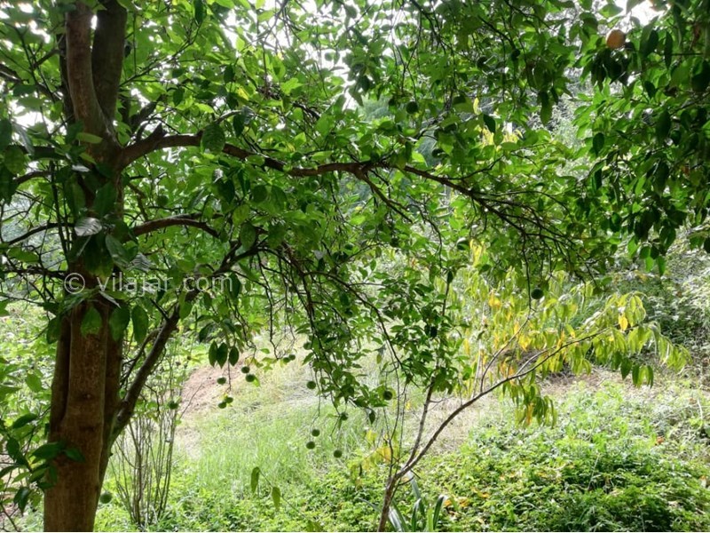 عکس شماره 598641 - اجاره ویلا در سراوان رشت - 