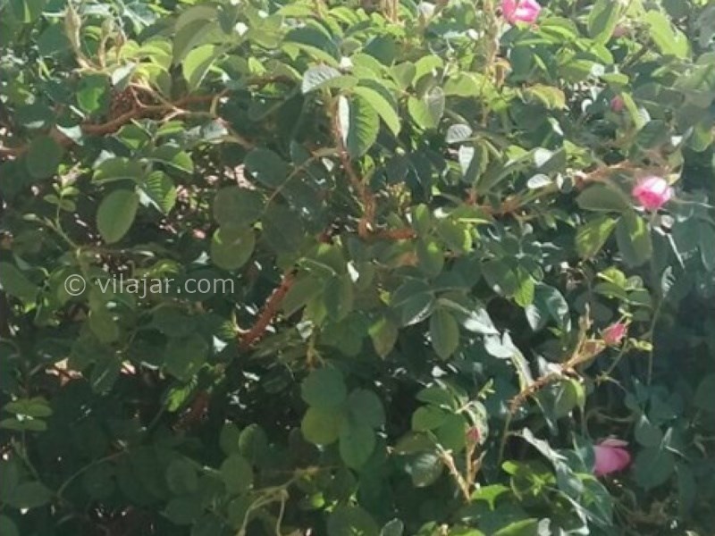 عکس شماره 598895 - اقامتگاه بومگردی زیباچنار -