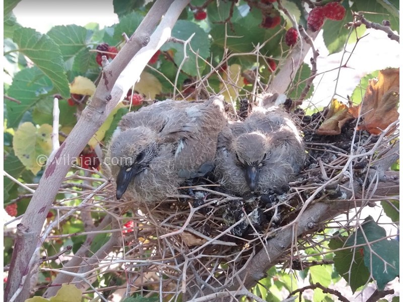 عکس شماره 600964 - اقامتگاه بومگردی ساحل کویر - 