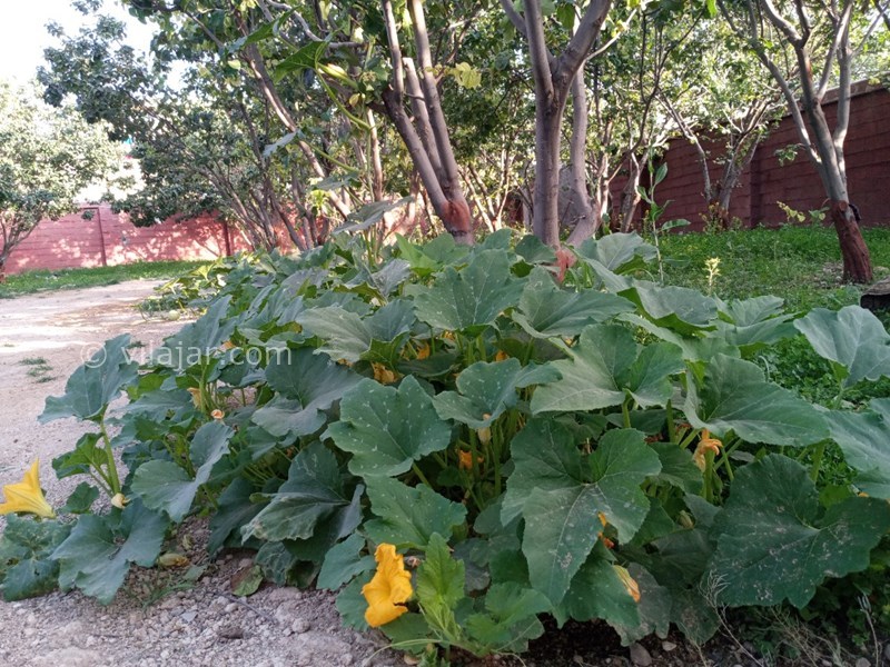 عکس شماره 601483 - اقامتگاه بومگردی خانه سیب - 